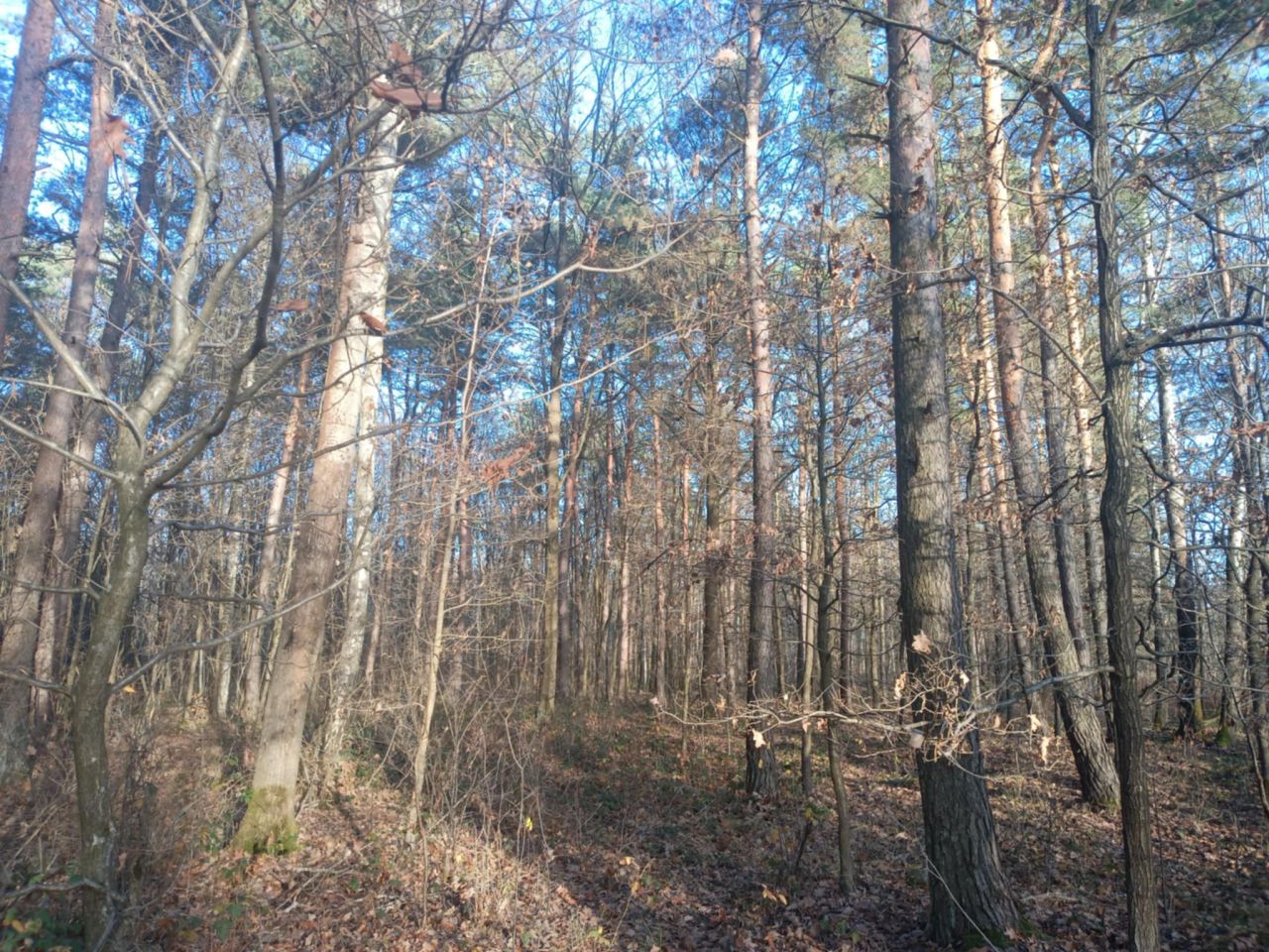 Działka leśna Załuże. Zdjęcie 2