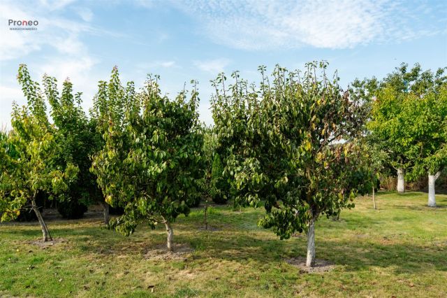 dom wolnostojący, 6 pokoi Wola Kożuszkowa. Zdjęcie 9