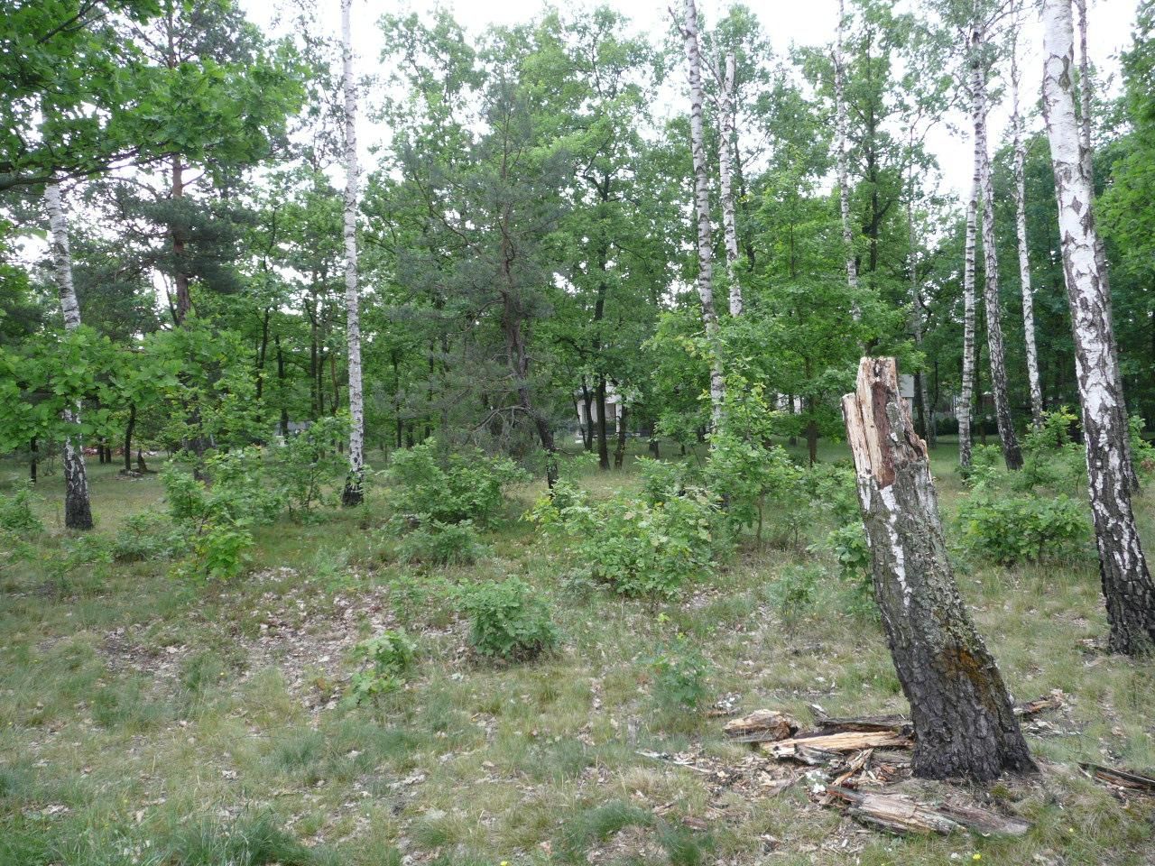 Działka leśna Warszawa Choszczówka, ul. Starego Dębu. Zdjęcie 7