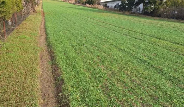 Działka rolna Dymaczewo Stare