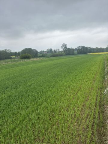 Działka rolna Strupice. Zdjęcie 1