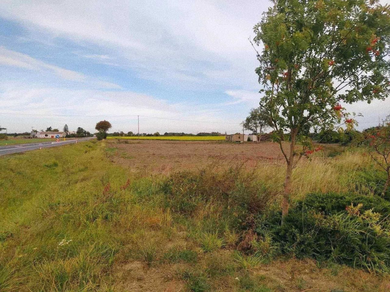 Działka rolno-budowlana Tryszczyn. Zdjęcie 4