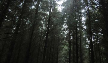 Działka leśna Krzęcin