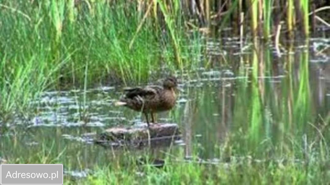 Działka inwestycyjna Arciechów, ul. Dąbrowiecka. Zdjęcie 11