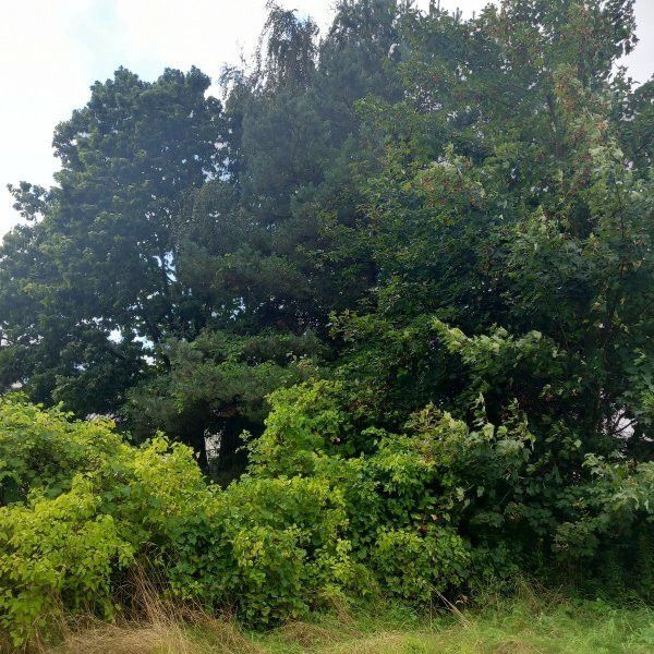 Działka budowlana Dobrzykowice, ul. Jesionowa. Zdjęcie 10