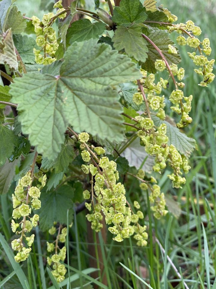 Działka rod Łódź Bałuty, ul. Hodowlana. Zdjęcie 5