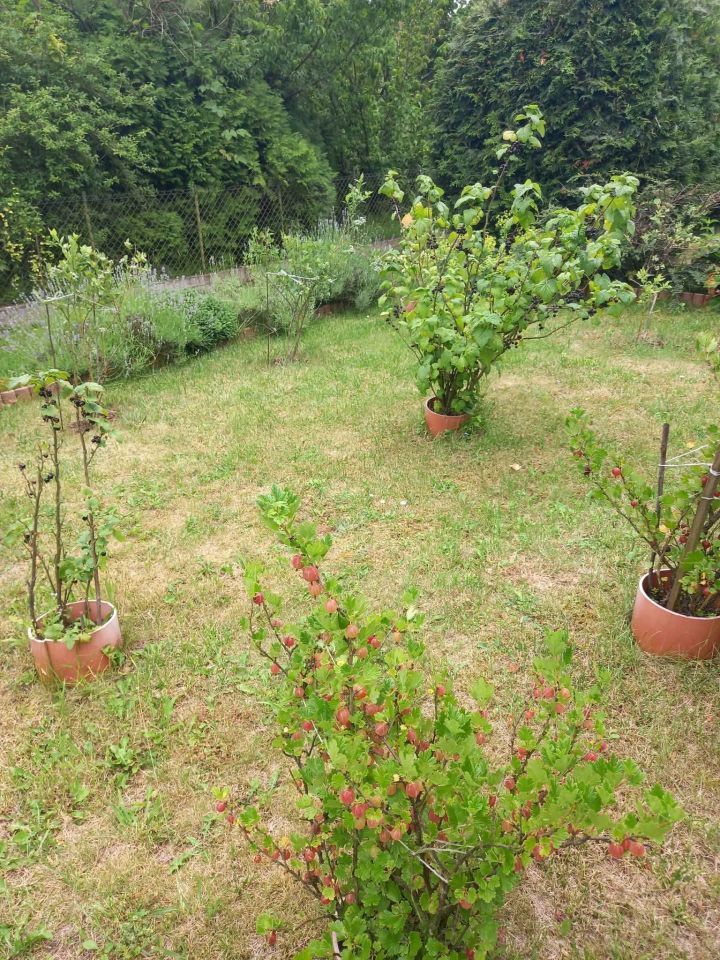 Działka rod Zgierz. Zdjęcie 5