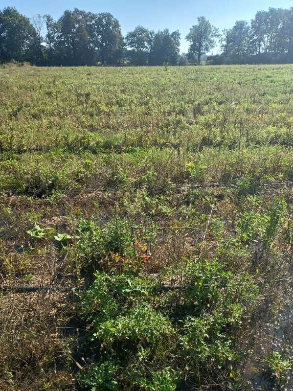 Działka rolna Romnów, ul. Nowa. Zdjęcie 2