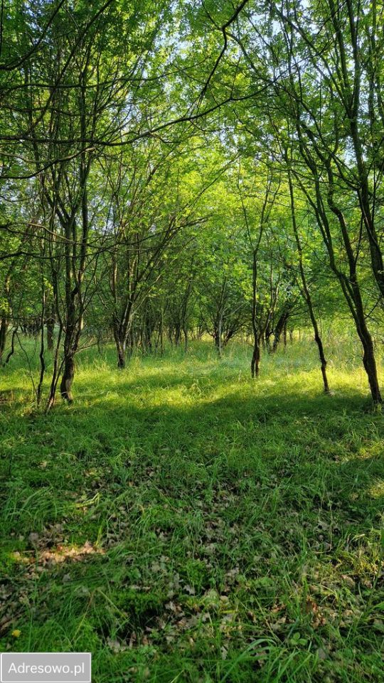 Działka rolno-budowlana Wałkowa. Zdjęcie 10