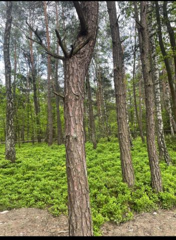 Działka budowlana Radzymin Rejentówka, ul. Rzeczna. Zdjęcie 1