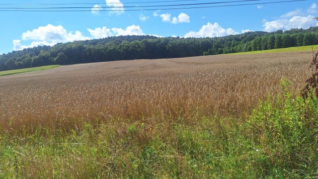 Działka rolna Czułówek. Zdjęcie 1