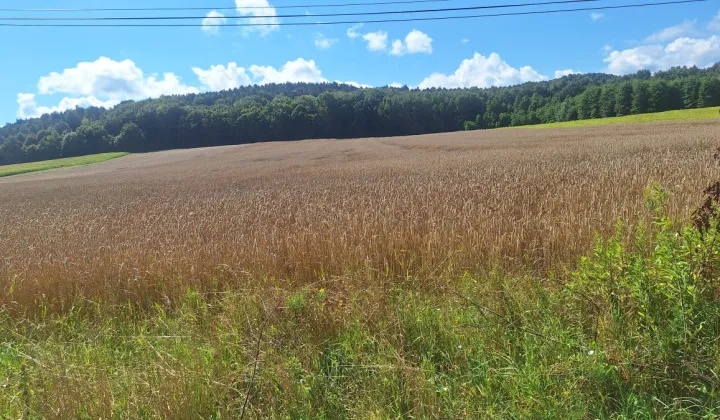 Działka rolna Czułówek