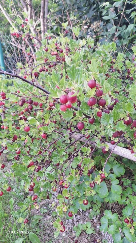 Działka rod Gdynia Karwiny. Zdjęcie 8