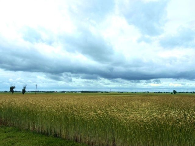 Działka budowlana Kotunia. Zdjęcie 1