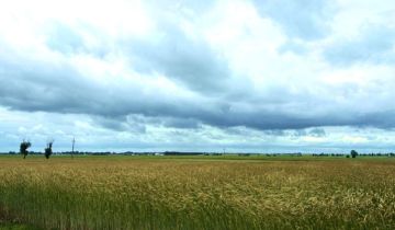 Działka budowlana Kotunia