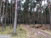 Działka budowlana Biała Panieńska. Zdjęcie 2