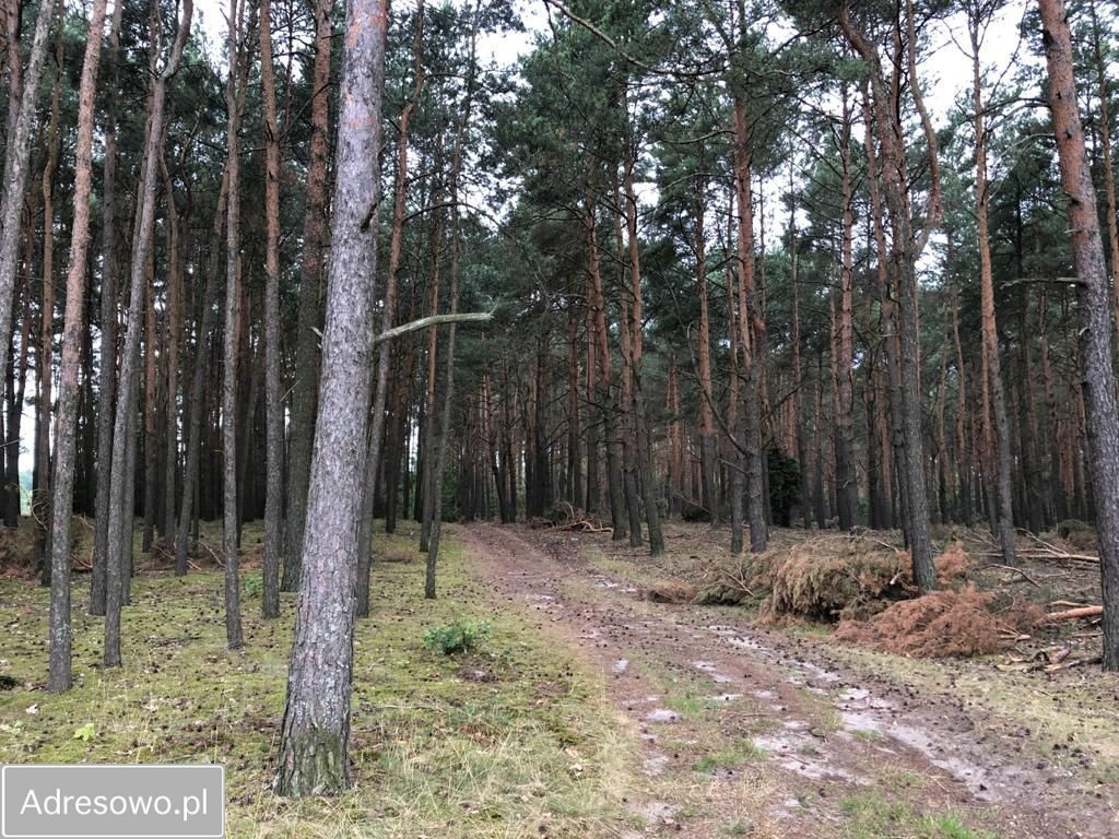 Działka budowlana Biała Panieńska. Zdjęcie 3