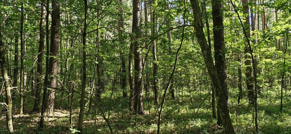 Działka leśna Wilkowyja. Zdjęcie 7