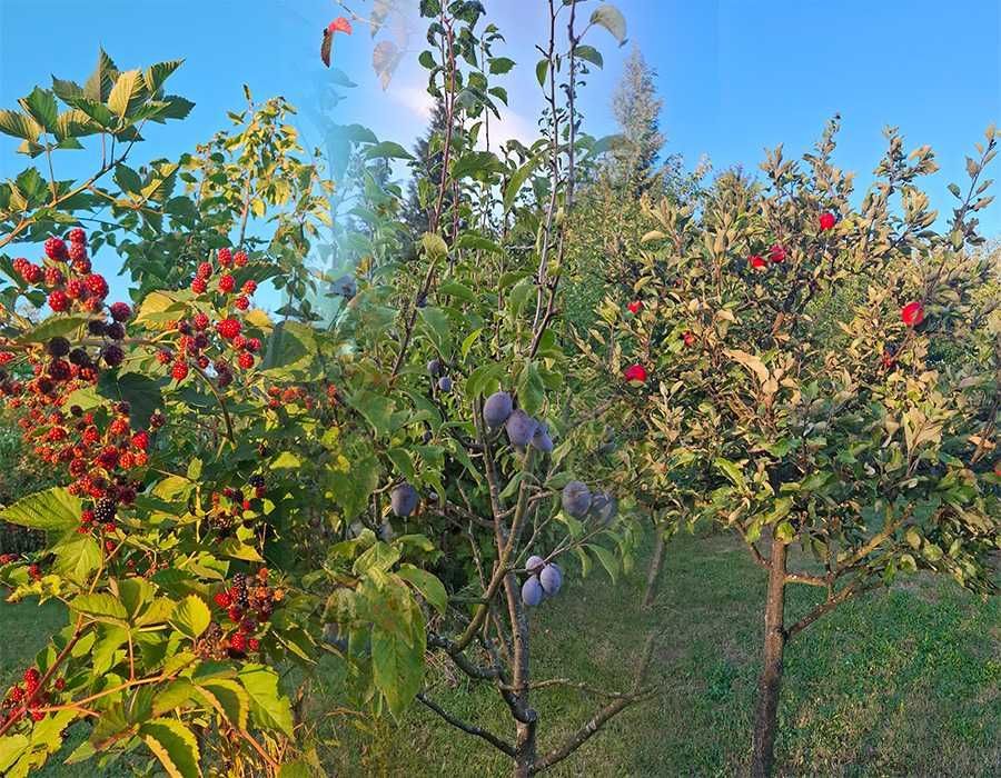 Działka rod Krosno Zawodzie, ul. Białobrzeska. Zdjęcie 4