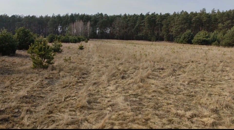 Działka rolno-budowlana Grabówiec. Zdjęcie 1