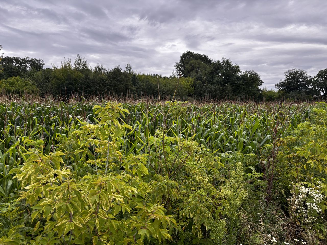 Działka budowlana Teresin, ul. Sarnia. Zdjęcie 10