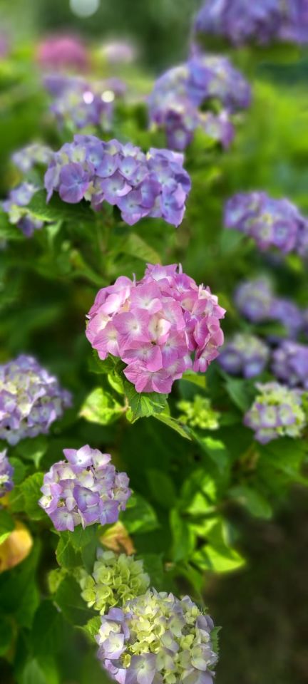 Działka rod Gdynia Wielki Kack, ul. Grodnieńska. Zdjęcie 2