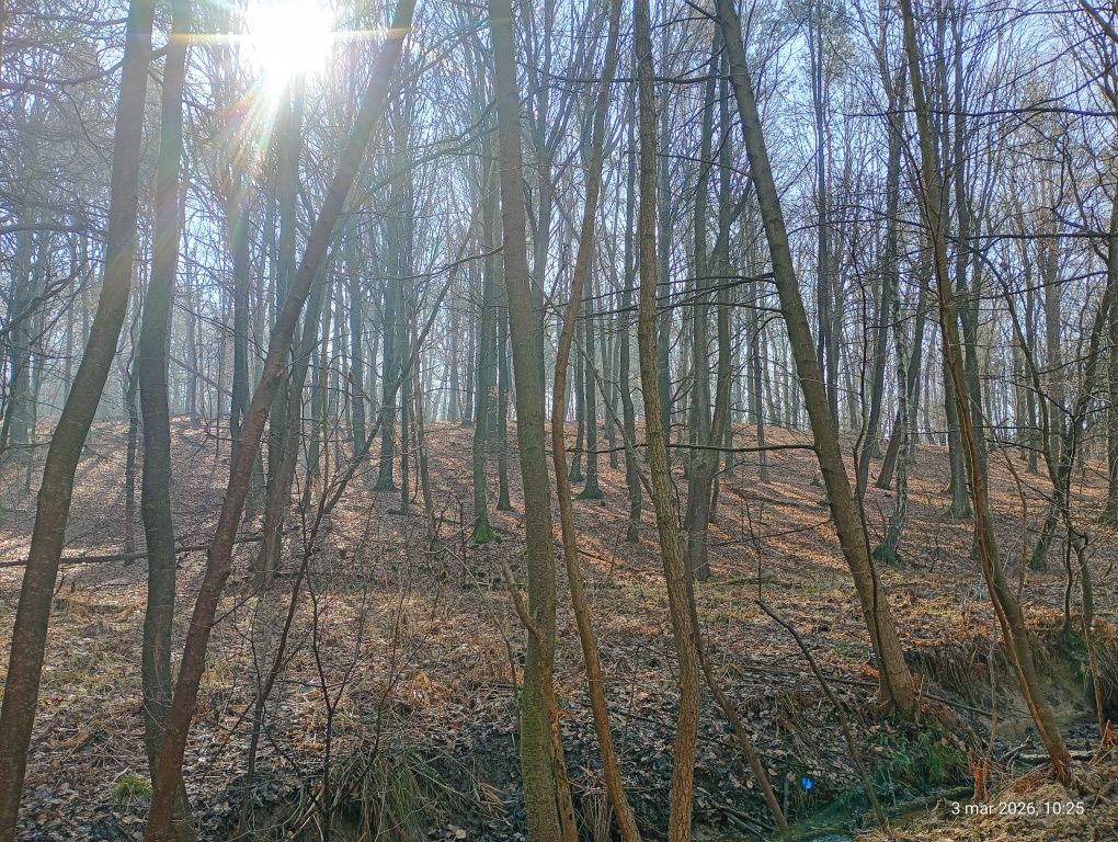 Działka leśna Marklowice. Zdjęcie 8