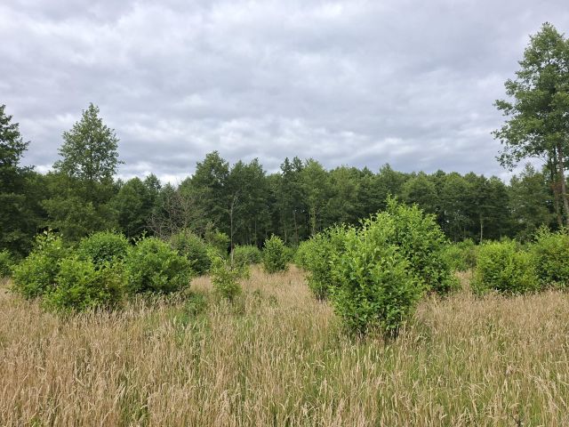 Działka rolno-budowlana Karolewo. Zdjęcie 6