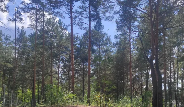 Działka budowlana Radzymin Rejentówka, ul. Letniskowa