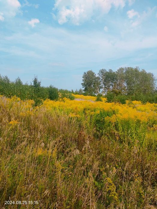 Działka rolno-budowlana Pierkunowo. Zdjęcie 2