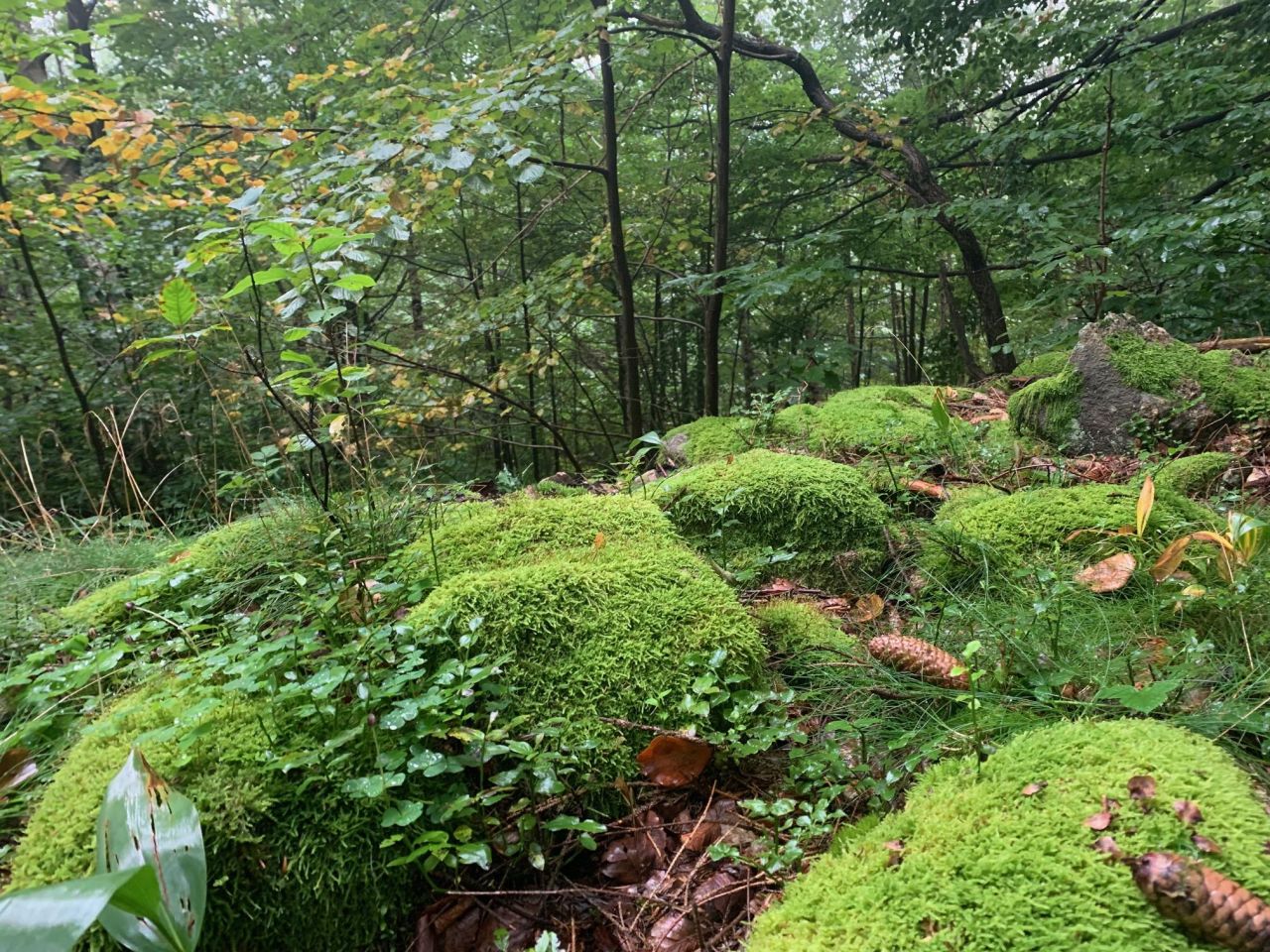 Działka inwestycyjna Karpacz, ul. Górna. Zdjęcie 6