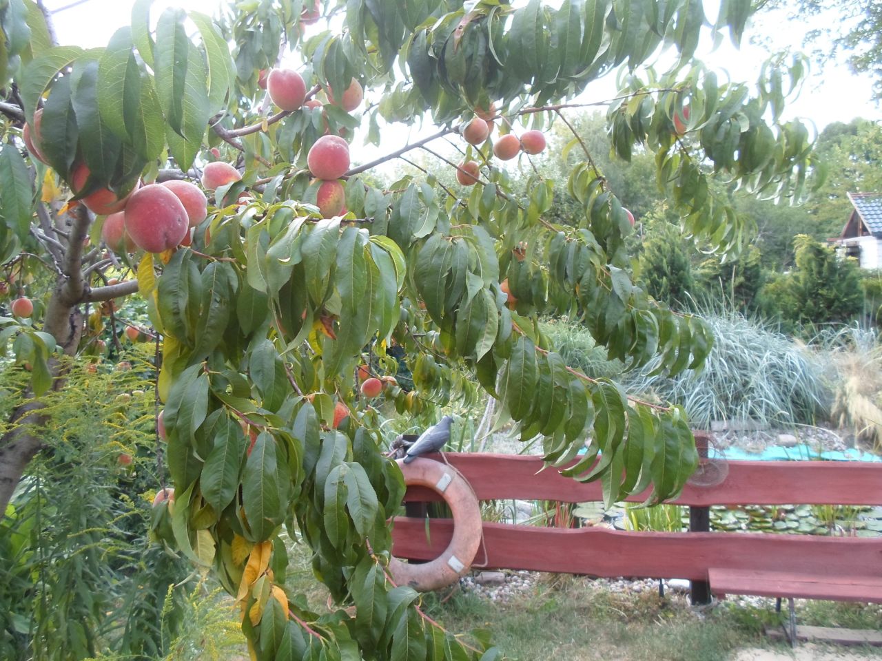 Działka rod Toruń Mokre, ul. Bolesława Chrobrego. Zdjęcie 16