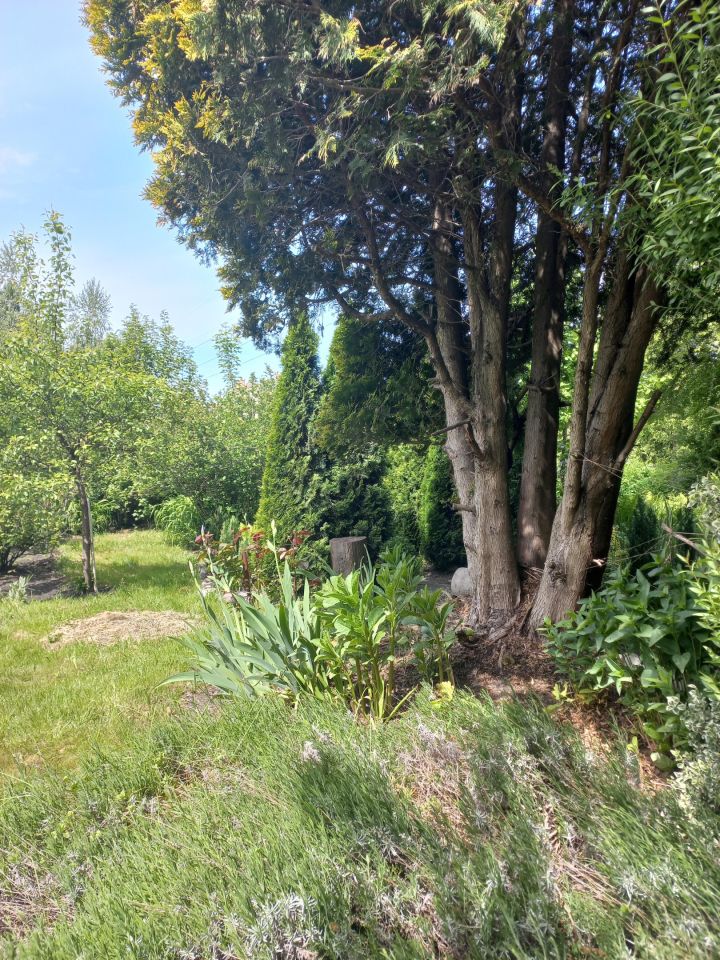 Działka rod Warszawa Targówek, Janowiecka 77. Zdjęcie 3