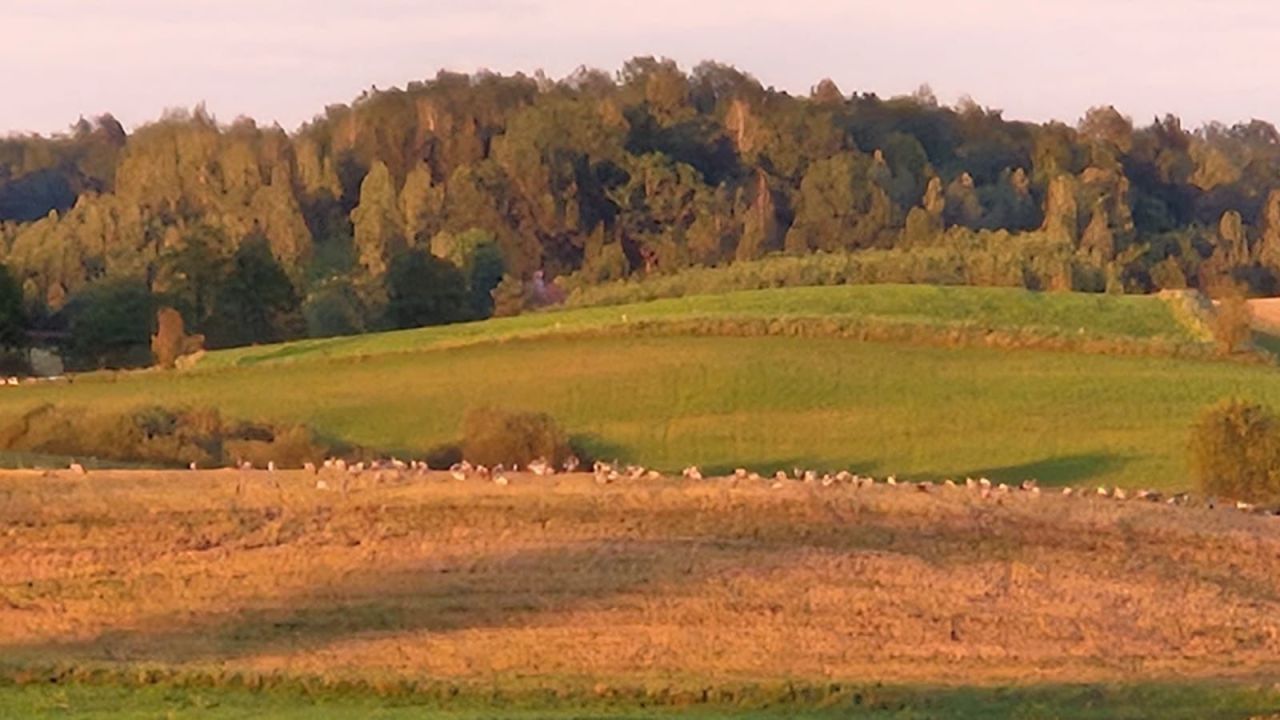 dom letniskowy Królowa Wola. Zdjęcie 7