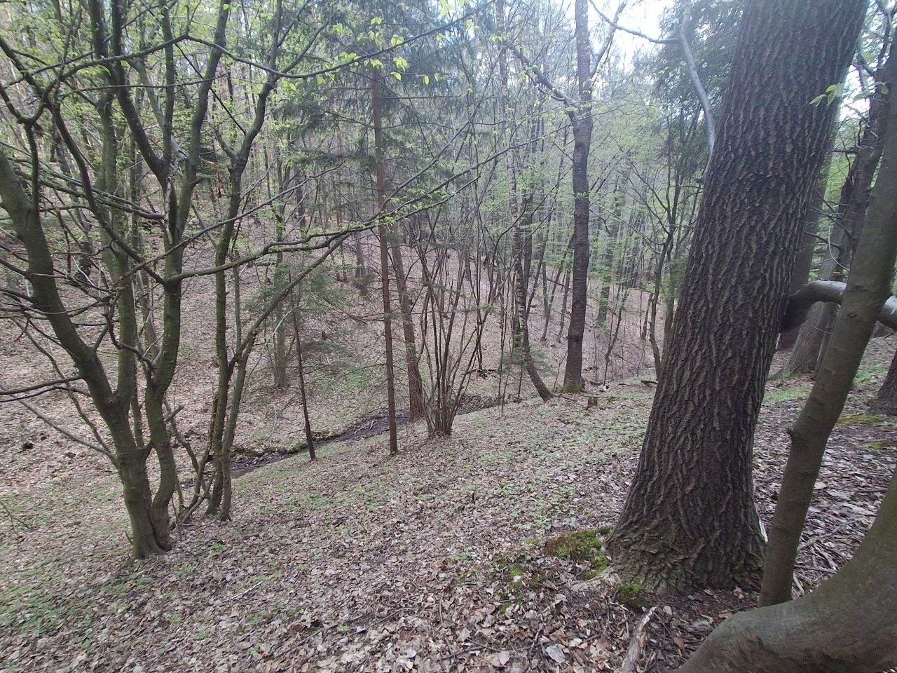 Działka leśna Lipnica Dolna, BRAK. Zdjęcie 3