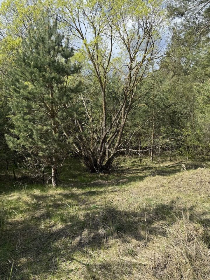 Działka rolno-budowlana Pokinianka. Zdjęcie 3