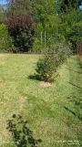 Działka rod Chorzów Batory, ul. Podmiejska. Zdjęcie 4