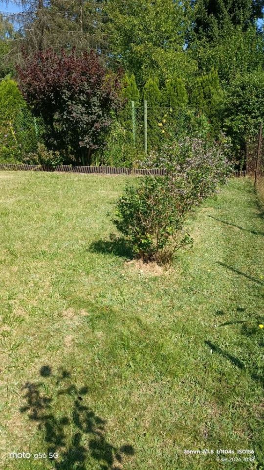 Działka rod Chorzów Batory, ul. Podmiejska. Zdjęcie 5