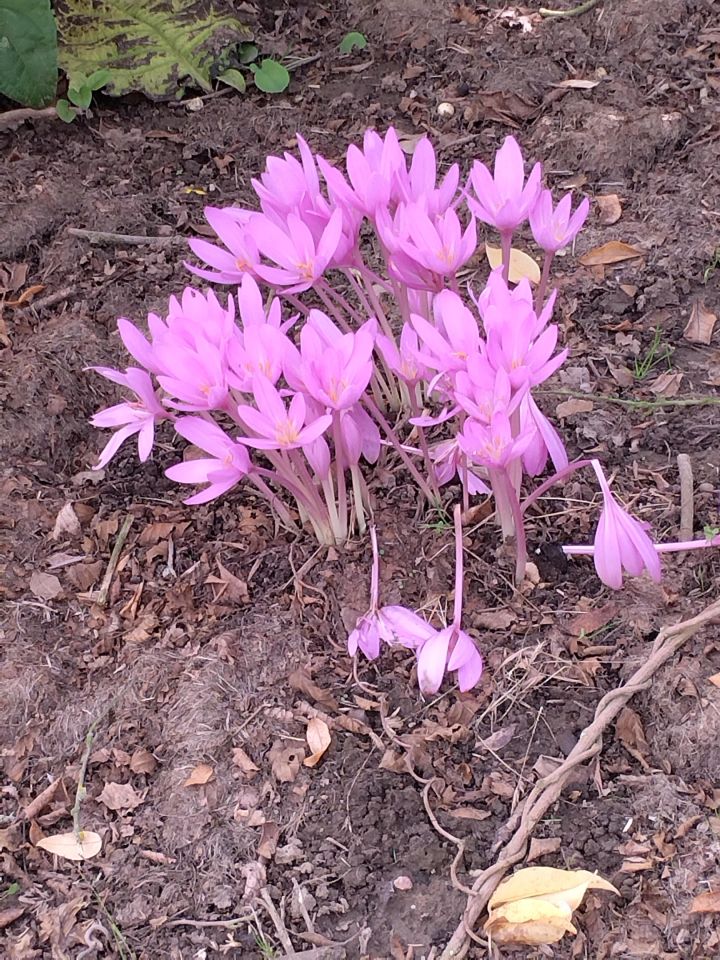 Działka rod Wrocław Bierdzany, ul. Nizinna. Zdjęcie 5