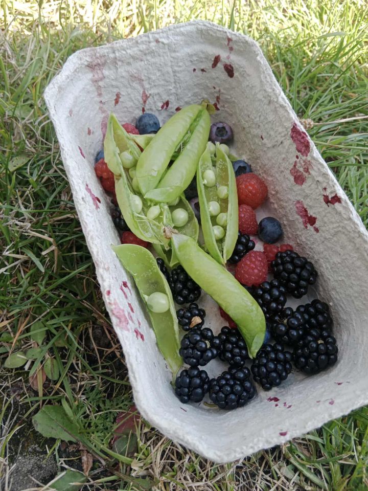 Działka rod Gdańsk Chełm, ul. Zamiejska. Zdjęcie 17