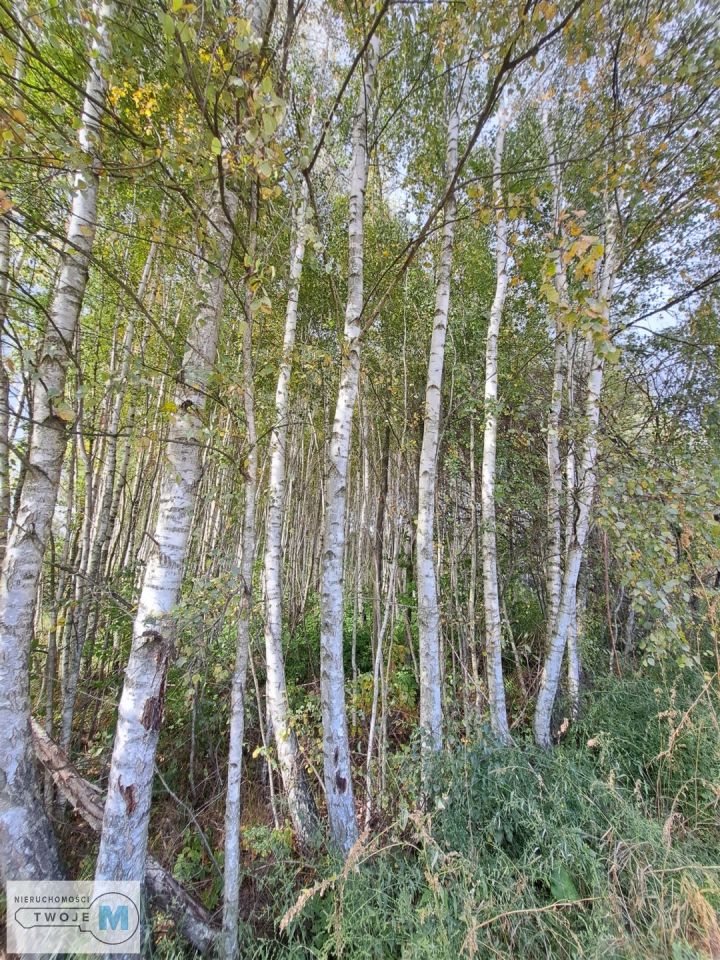 Działka siedliskowa Sędek. Zdjęcie 5