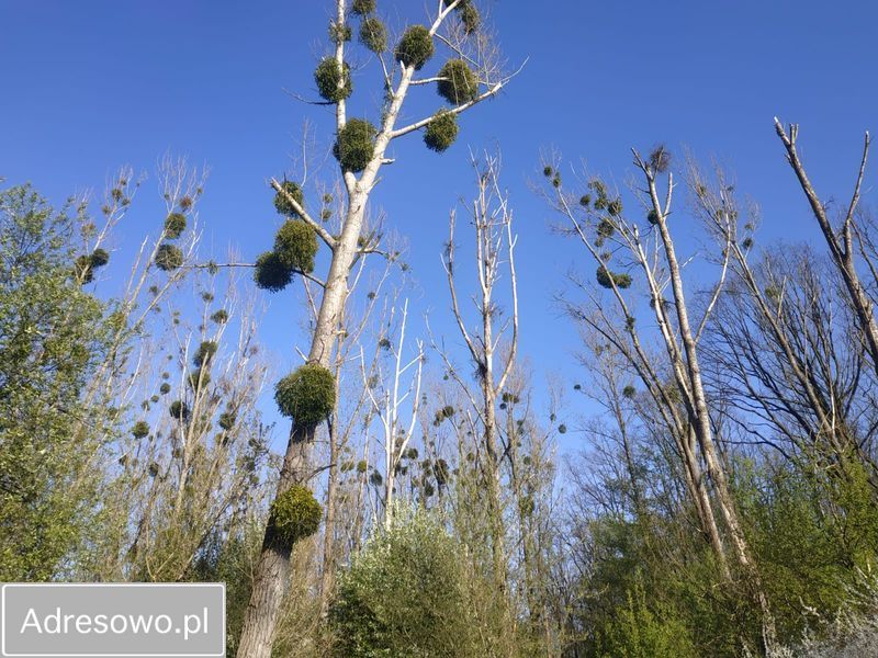 dom wolnostojący, 6 pokoi Gajków, ul. Na Końcu Świata. Zdjęcie 13