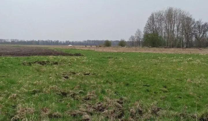 Działka leśna Pamiętowo