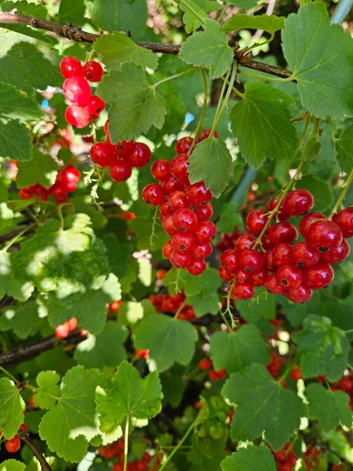 Działka rod Warszawa Mokotów. Zdjęcie 3