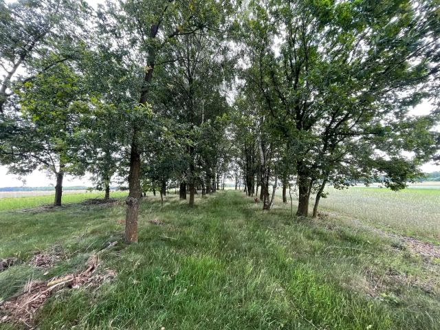 Działka rekreacyjna Nowa Wieś. Zdjęcie 1