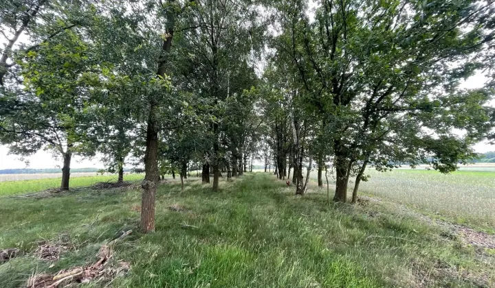 Działka rekreacyjna Nowa Wieś