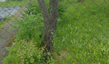 Działka rod Zaborze Borowiec, Tatarska Grobel