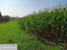 Działka budowlana Inwałd, ul. Zamkowa. Zdjęcie 3