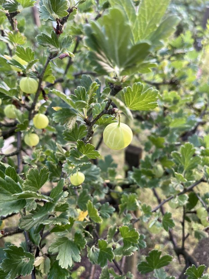 Działka rod Wrocław Fabryczna. Zdjęcie 6