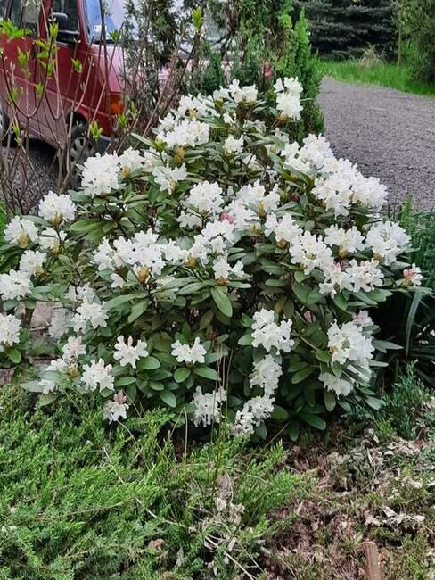 Działka rolno-budowlana Sierzchowy. Zdjęcie 15